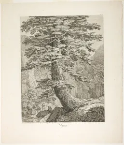 Fir Tree Prints: Fir Tree, 1801/02. Creator: Jacob Philip Hackert