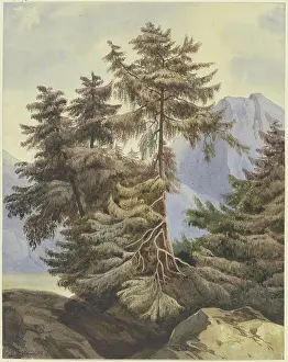 Evergreen Prints: Three fir trees in the mountains, 1833. Creator: Ludwig Daniel Philipp Schmidt