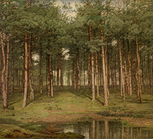Moss Prints: Fir Wood at Putte, 1883. Creator: Jean Pierre Francois Lamoriniere