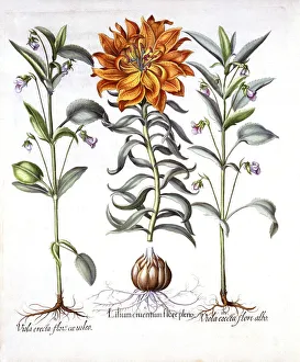 Fire Lily and Viola, from Hortus Eystettensis, by Basil Besler (1561-1629), pub Fire Lily and Viola, from Hortus Eystettensis, by Basil Besler (1561-1629), pub