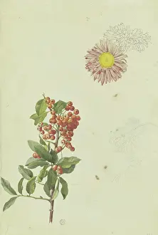 Franz Prints: Firethorn and Chrysanthemum, 1817. Creator: Franz Theobald Horny