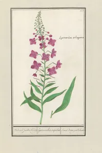 Deck Paint Prints: Fireweed (Chamerion angustifolium), 1596-1610. Creators: Anselmus de Boodt, Elias Verhulst