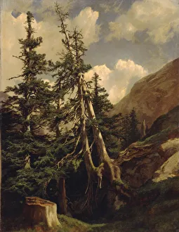 Calame Prints: Firs in the mountains