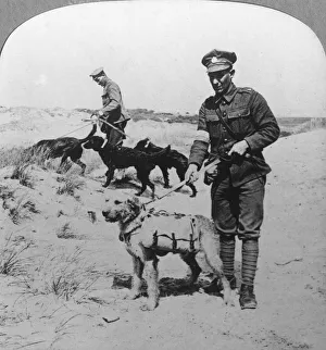 First Aid Prints: First aid dogs, World War I, c1914-c1918. Artist: Realistic Travels Publishers