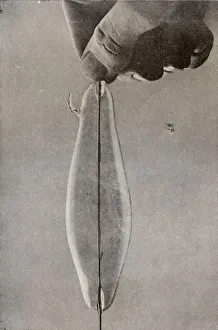 Joseph Wilson Prints: The First Incandescent Electric Lamp, c1916