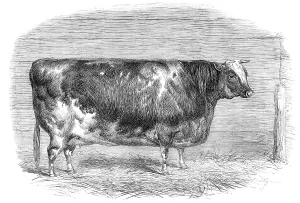 Shorthorn Prints: The First-Prize Shorthorn Cow 1864. Creator: Unknown