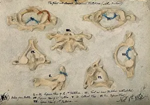 Numeral Prints: The first and second cervical vertebrae, 1852/11/09. Creator: J.C. Whishaw