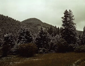 Woods Gallery: First snow of the season in the foothills of the Little Belt Mount...Meagher County, Montana, 1942