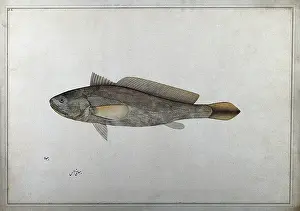 Unhappy Prints: Fish, 1777-1783. Creator: Bhawani Das