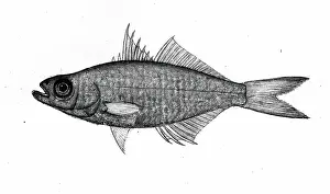 Uncertain Prints: Fish, 1777-1783. Creator: Bhawani Das