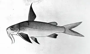 Bhawani Prints: Fish, 1777-1783. Creator: Bhawani Das