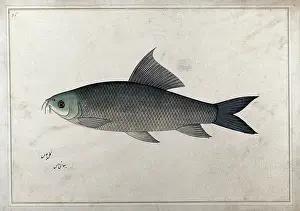 Bhawani Prints: Fish, 1777-1783. Creator: Bhawani Das