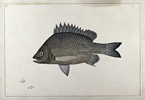 Shocked Prints: Fish, 1777-1783. Creator: Bhawani Das