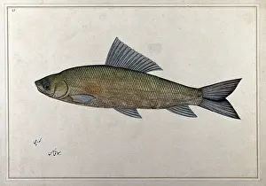 Apprehension Prints: Fish, 1777-1783. Creator: Bhawani Das