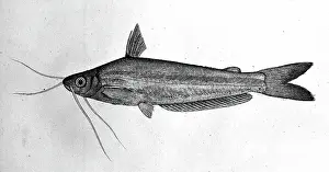 Whiskers Prints: Fish, 1777-1783. Creator: Bhawani Das