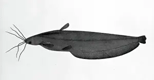 Whiskers Prints: Fish, 1783. Creator: Bhawani Das