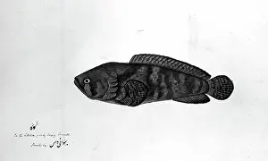 Scary Prints: Fish, 1783. Creator: Bhawani Das