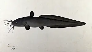 Bhawani Prints: Fish, 1783. Creator: Bhawani Das