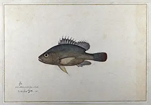 Scary Prints: Fish, 1783. Creator: Bhawani Das