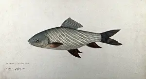 Bhawani Prints: Fish, 1783. Creator: Bhawani Das
