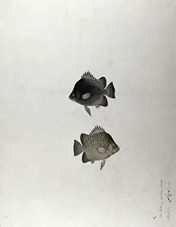 Small Prints: Two fish, 1783. Creator: Bhawani Das