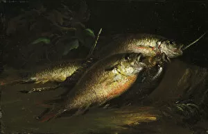 Catch Collection: Fish, 1842. Creator: Shepard Alonzo Mount