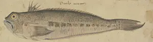 Fishes Prints: A Fish, c1500. Creator: German, 16th century;