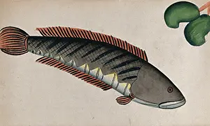 With Watercolour Prints: Fish. Creator: Unknown