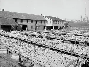 Fishing Industry Prints: Fish flakes, Gloucester, Mass. c1905. Creator: Unknown