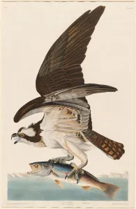 Fish Hawk, 1830. Creator: Robert Havell