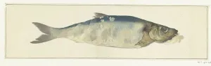 Jean Bernard Prints: Fish, partly perish, 1775-1833. Creator: Jean Bernard