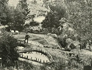 Ballarat Prints: Fish Ponds, Ercildoune, near Ballarat, 1901. Creator: Unknown