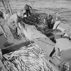 Fisherfolk Gallery: Fisherman taking on mackerel aboard the Alden, Gloucester, Massachusetts, 1943