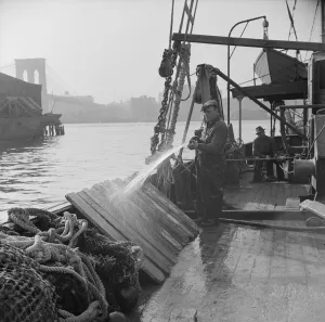 Fisherman washing off the slats used to hold fish during the trip down from New... New York, 1943 Fisherman washing off the slats used to hold fish during the trip down from New... New York, 1943