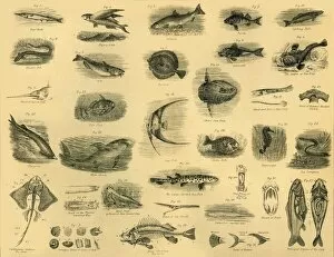 Aquatic Life Collection: Fishes, c1910. Creator: Unknown