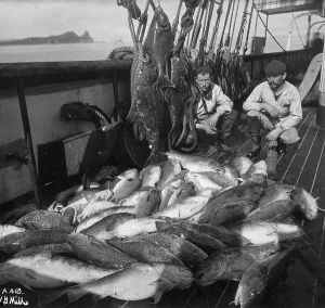 Catch Prints: Fishing boat, cod and halibut, before 1927. Creator: Unknown