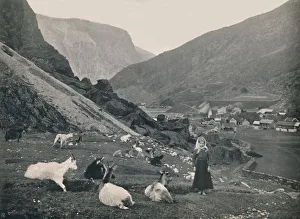 Goatherd Prints: Flaam, 1914. Creator: Unknown
