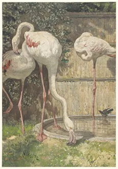 Neck Prints: Three Flamingos near a Basin, 1872. Creator: August Allebe