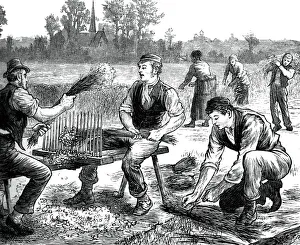 Flax Prints: Flax rippling, c1880