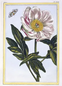Pierre Joseph Buchoz 1731 1807 Prints: Flesh coloured common Paeony, pub. 1776. Creator: Pierre Joseph Buchoz (1731-1807)