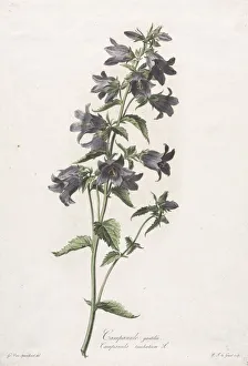 Late 18th Early 19th Century Prints: Fleurs dessinees dapres nature: Campanule gantelee, c. 1800. Creator