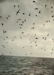 Flight of Antarctic Petrels, c1908, (1909)