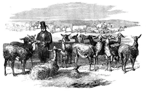 Peruvian Prints: Flock of Lllamas, just imported from Peru, 1858. Creator: Unknown