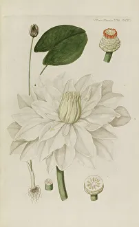 Plant Science Prints: Flora Danica, 1761. Creator: Oeder, Georg Christian Edler (1728-1791)
