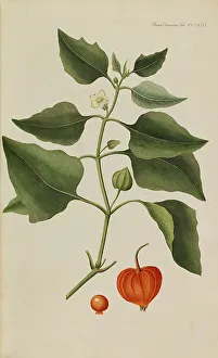 Plant Science Prints: Flora Danica, 1761. Creator: Oeder, Georg Christian Edler (1728-1791)