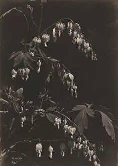Albumen Print From Glass Negative Collection: Floral Still Life (Bleeding Hearts), c. 1865. Creator: Charles Aubry (French, 1811-1877)