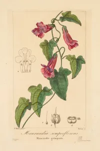 Flore des Jardiniers, Amateurs et Manufacturiers: Maurandia semperflorens, 1836. Creator