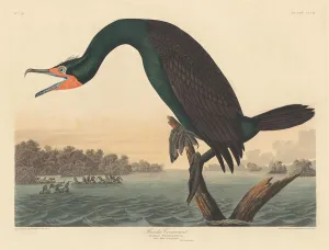 Robert Havell Prints: Florida Cormorant, 1835. Creator: Robert Havell