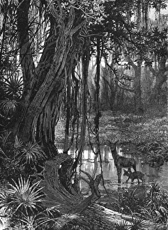 Vine Gallery: Florida Everglades, USA, c1885