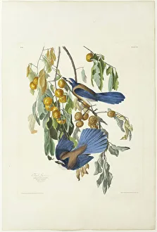 Robert Havell Prints: Florida Jay, 1830. Creator: Robert Havell